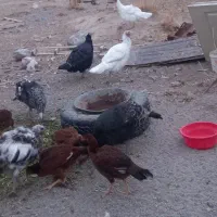 بوقلمون مرغ لاری