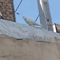 کبوتر باخت رفته