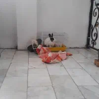 خرگوش خانگی باقفس