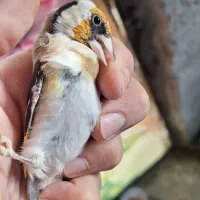 جوجه سهره|پرنده|مهربان, |دیوار