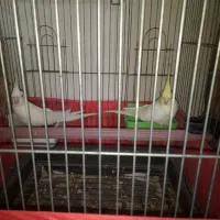 عروس هلندی وفنج|پرنده|بندرعباس, |دیوار