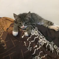 گربه جهت واگذاری با تعهد|گربه|نوشهر, |دیوار