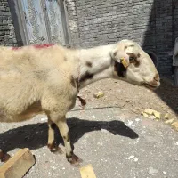 قصابی.سلاخی .قصاب .سلاخ|خدمات پذیرایی، مراسم|زنجان, |دیوار