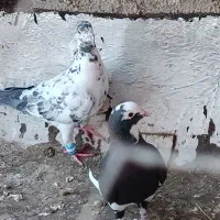 کبوتر|پرنده|شیراز, سعدیه شمالی|دیوار