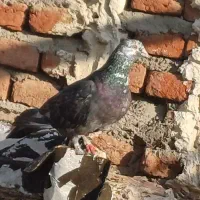 سبز کله ماستی نر