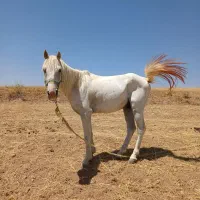 نریان کردسن ۵سال فروشی قیمت ۴۵