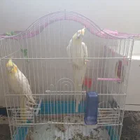 جفت پرنده عروس پاریس  هلندی