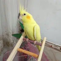 عروس هلندی لوتینو۱۲ماهه بسیار زیبا|پرنده|سنندج, |دیوار