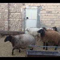 ۳عدد کابرو۲عدد میش