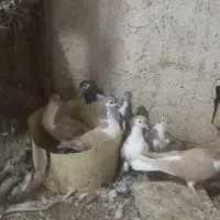 دمگیر گلین جوجه دمگیر دمگیر زرد