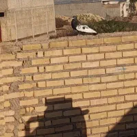 دمسفید|پرنده|سوسنگرد, |دیوار