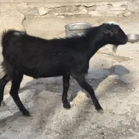 کره نر|حیوانات مزرعه|بندر دیر, |دیوار