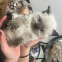 گربه هیمالین