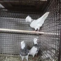 کفترطوقی سرور