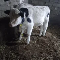 گوساله نر و گاو ماده