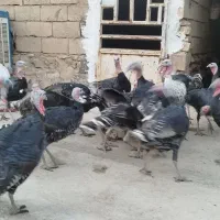 روستای هلوش|حیوانات مزرعه|پلدختر, |دیوار