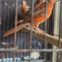 ده عدد جوجه سرخ وشتری سرخ