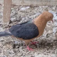 طوقی .ریش سرخ .ارشینگل