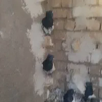 کفتر کله ای ماده|پرنده|شیراز, حومه شیراز|دیوار