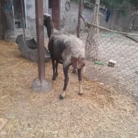یه راس گوسفند پرواری  درشت