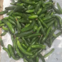 خیارتازه‌چین‌دلند۵۰