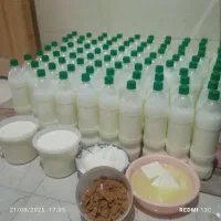 فروش ماست  پنیر محلی دوغ محلی ماست چکیده شکلات شیر|عمده‌فروشی|آق قلا, |دیوار