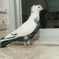 دم سیاه