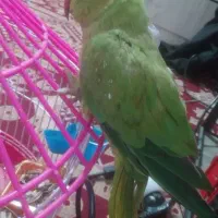 طوطی ملنگو دستی سرحال سرحال