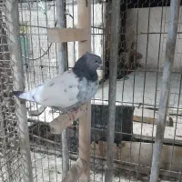 بهبودی زرنگ|پرنده|شیراز, تندگویان|دیوار