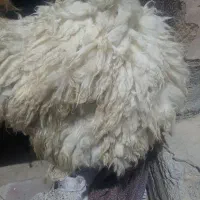 پوست گوسفند