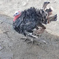 بوقلمون برنز اصل و درجە یک فریح