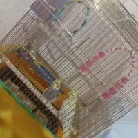 3عدد عروس هلندی|پرنده|یاسوج, |دیوار