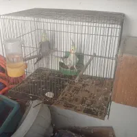 طوطی عروس تخم گذار|پرنده|رشت, هلال احمر|دیوار