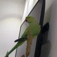 عروس طوطی ملنگو