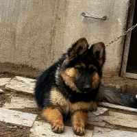 ژرمن ماده|سگ|همدان, |دیوار