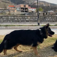 ژرمن شولاین دوساله