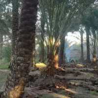 هرس نخل