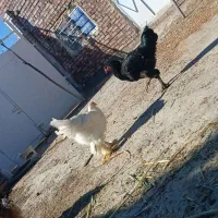 خروس برهما بلک و لایت غول پیکر