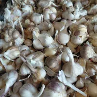 سیر کامل و  پوست کنده