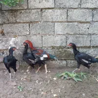 مرغ لاری|حیوانات مزرعه|رودسر, |دیوار