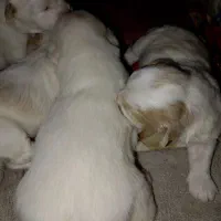 وارد سلام برادران عزیز ۴ تا سگ واگذار دارم پشمالو