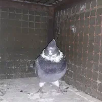 کفتر کبوتر شاپر خال ابی کم خال|پرنده|چرداول, |دیوار