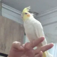 گمشده