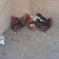 مرغ وخروس