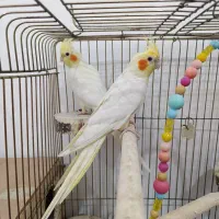 جفت عروس هلندی فوق مولد