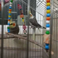 یک جفت طوطی عروس