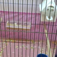 فنچ مولد|پرنده|ارومیه, |دیوار