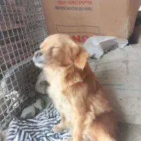 سگ پاکوتا|سگ|گرگان, |دیوار