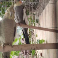 عروس هلندی بشرط مولد بودن|پرنده|آبدانان, |دیوار