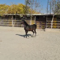 مادیان یک سر عرب مصری|اسب و تجهیزات اسب‌سواری|پرند, فاز ۲|دیوار